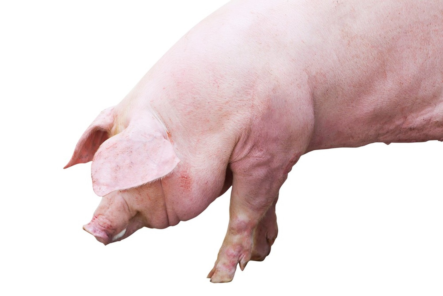 Schweinehaut weist grosse Ähnlichkeit mit menschlicher Haut auf.