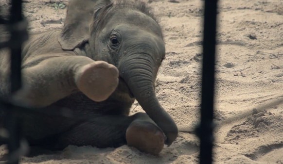 zoo zürich tiere elefant