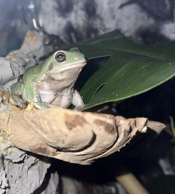 cute news tier frosch

https://www.reddit.com/r/frogs/comments/13a20ry/this_little_asshole_just_pooped_on_his_brother/