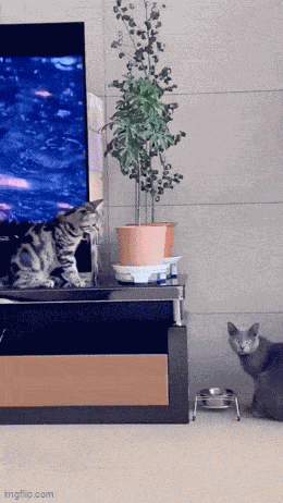 Animiertes GIF