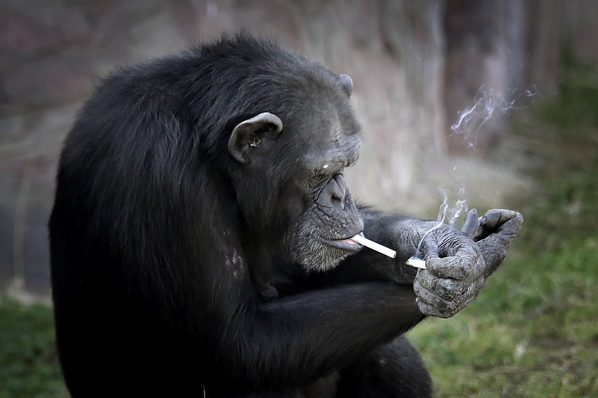 Azalea, whose Korean name is "Dalle", a 19-year-old female chimpanzee, lights one cigarette from another at the Central Zoo in Pyongyang, North Korea on Wednesday, Oct. 19, 2016. According t ...