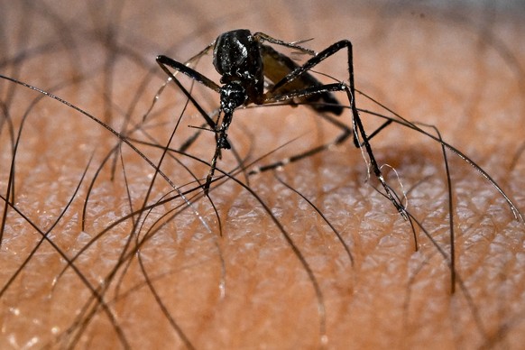 epa11908503 An Aedes aegypti mosquito, responsible for the transmission of the Dengue virus, in Brasilia, Brazil, 13 February 2025 (issued 19 February 2025). The government of the Brazilian state of S ...
