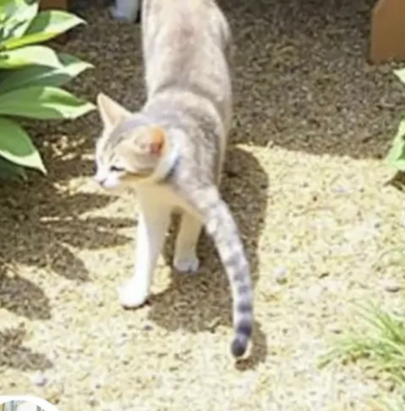 Shein und Co.: Photoshop- und KI-Fails