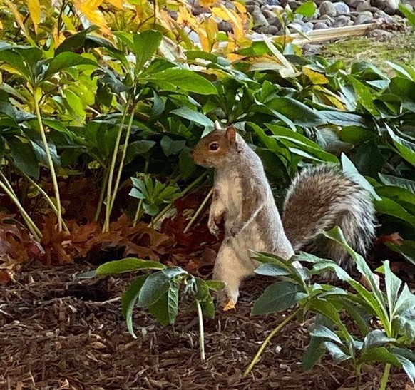 cute news animal tier eichhörnchen squirrel

https://www.reddit.com/r/squirrels/comments/rbgfp8/some_of_my_fav_pics/