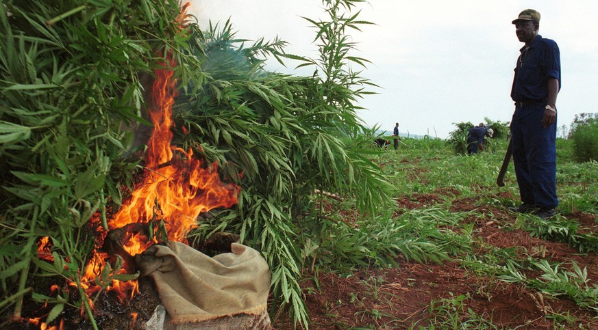 Kontrollierte Cannabis-Zerstörung in Jamaica.
