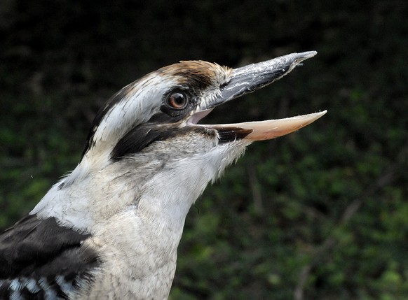 This Sept. 15, 2011 photo provided by the Maryland Zoo in Baltimore shows a kookaburra named Bloke. Bloke, one of the Maryland Zoo&#039;s Animal Ambassadors and who appeared in numerous television sho ...