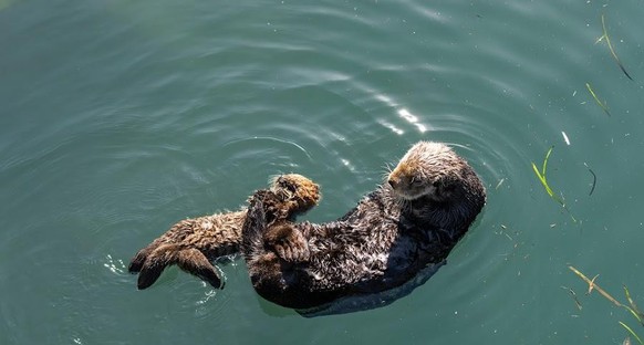 cute news tier otter

https://www.reddit.com/r/Otters/comments/118f6q1/just_otter_relaxing_with_mom_morro_rock_morro_bay/