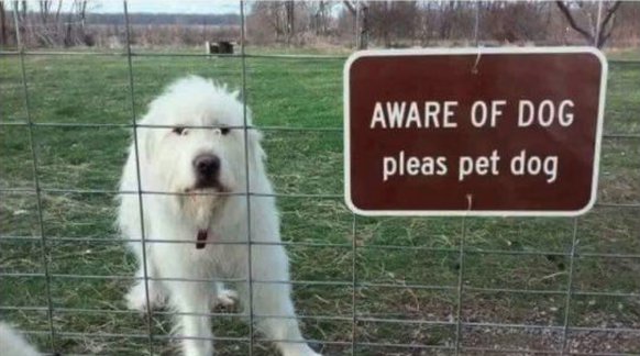 Hund macht ein Schild
Cute News
https://imgur.com/gallery/pvGBX