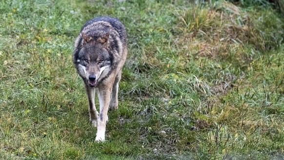 Ein Wolf im Tierpark Goldau, fotografiert am Montag, 25. November 2019. (KEYSTONE/Alexandra Wey)