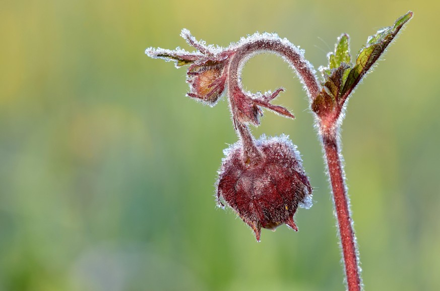 In der schweiz ist in der vergangenen nacht in diesem herbst erstmals zu bodenfrost gekommen