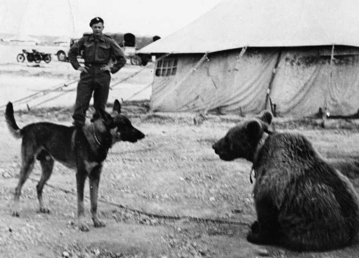 Wojtek, Soldatenbär