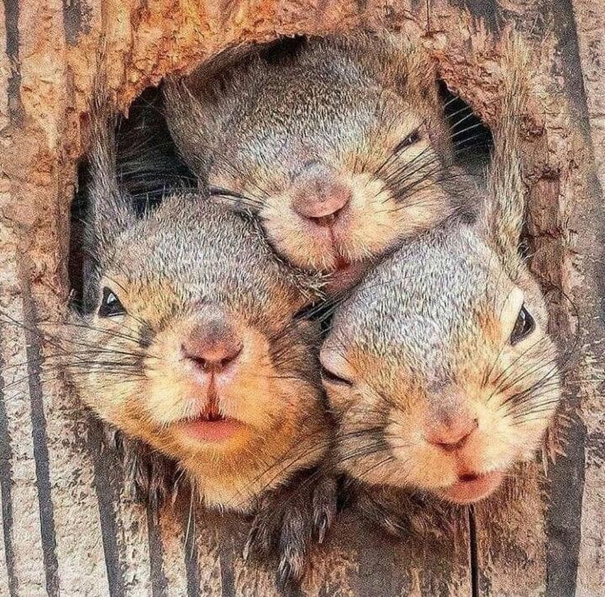 Eichhörnchen