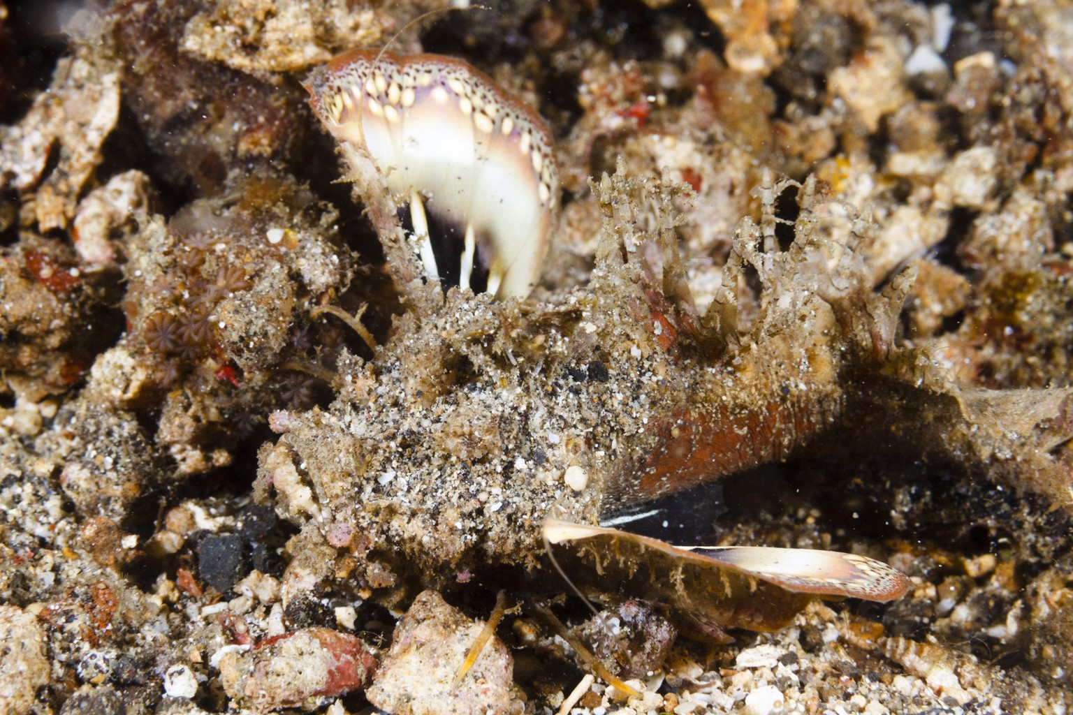 Irgendwo ist da ein Skorpionfisch der Gattung «inimicus didactylus». Wäre noch wichtig, ihn rechtzeitig zu erkennen, denn das Ding ist saugiftig.&nbsp;