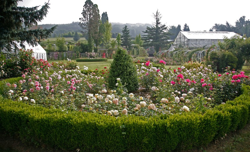 Rauszeit Rosengarten Rosen Huber Dottikon