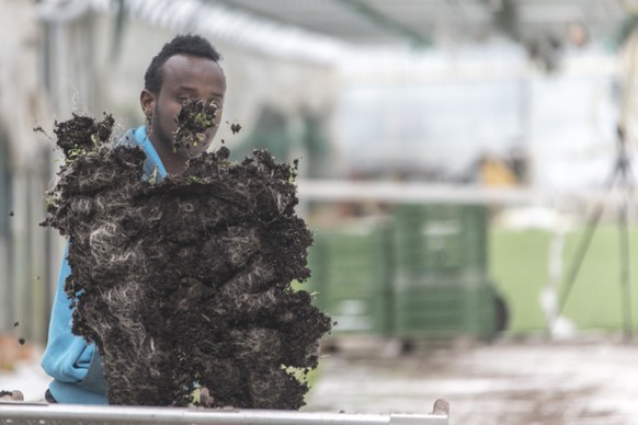 Ein Flüchtling, der in der Schweiz in der Landwirtschaft eingesetzt wird.