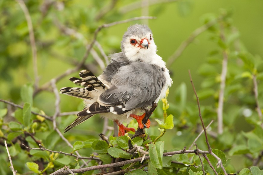 Halsband Zwergfalken