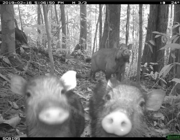 cute news tier wildschweine wildtierkamera

https://www.instagram.com/p/DDOA9xfpkFx/