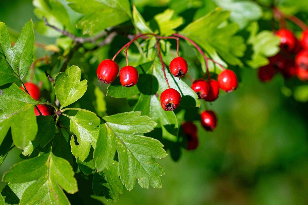 Crataegus laevigata, Aubépine.
