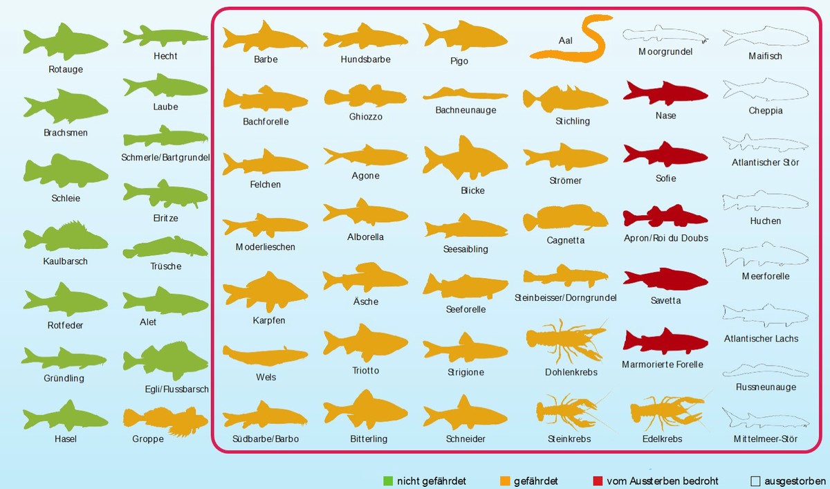 Fische Biodiversität