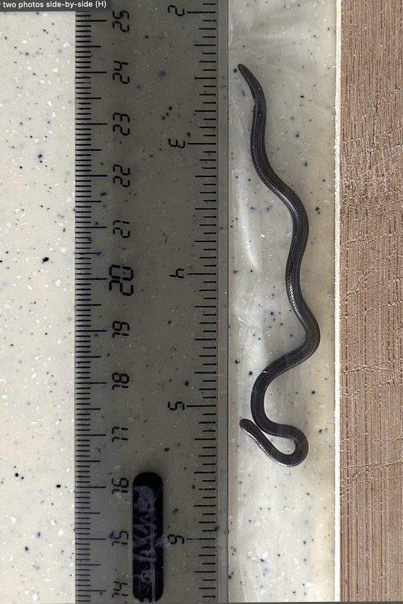 This photo provided by Re:wild shows the Barbados threadsnake next to a ruler, in the Scotland District of St. Andrew, Barbados, Thursday, March 20, 2025. (Connor Blades/Re:wild via AP)
Barbados Redis ...