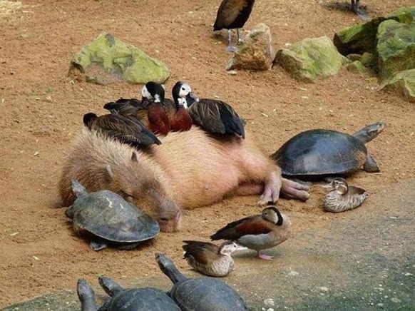 capybara

https://imgur.com/gallery/DXp8L