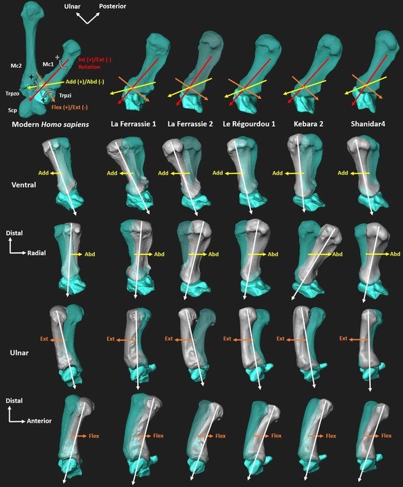 Illustration of potential TMc joint motion in the recent modern human (first column) and for the Neanderthal sample.