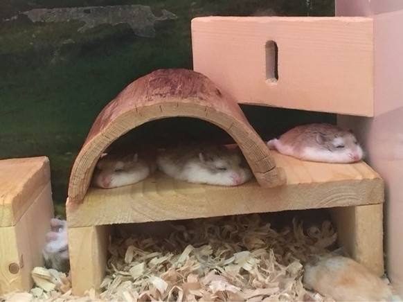 Schmelzende Hamster.
Cute News.
https://www.reddit.com/r/aww/comments/54g99y/hamster_pancakes/