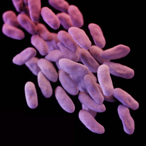 FILE - This illustration released by the Centers for Disease Control and Prevention shows a group of carbapenem-resistant Enterobacteriaceae bacteria. The image was based on scanning electron microgra ...