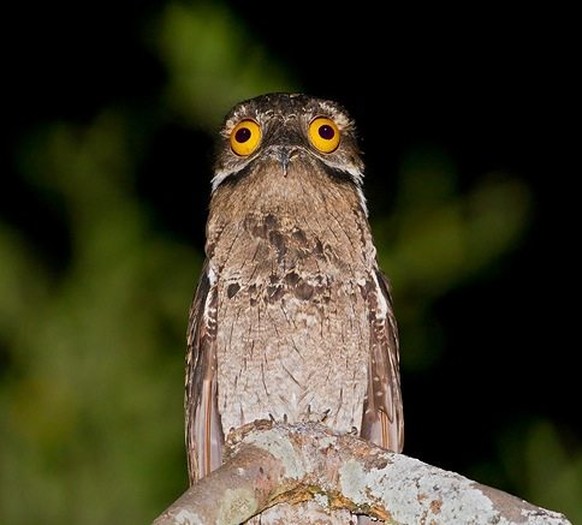 Potoo, Tagschläfer
https://imgur.com/gallery/zNIxJ