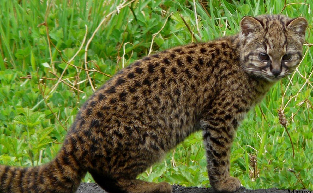 cute news tier chilenische wildkatze kodkod