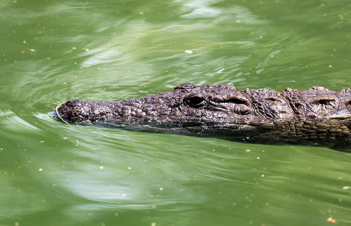 epa10576744 A Nile Crocodile (Crocodylus niloticus) swims in the water of an enclosure at Dubai Crocodile Park in the Gulf emirate of Dubai, United Arab Emirates, 17 April 2023. The new Dubai Crocodil ...