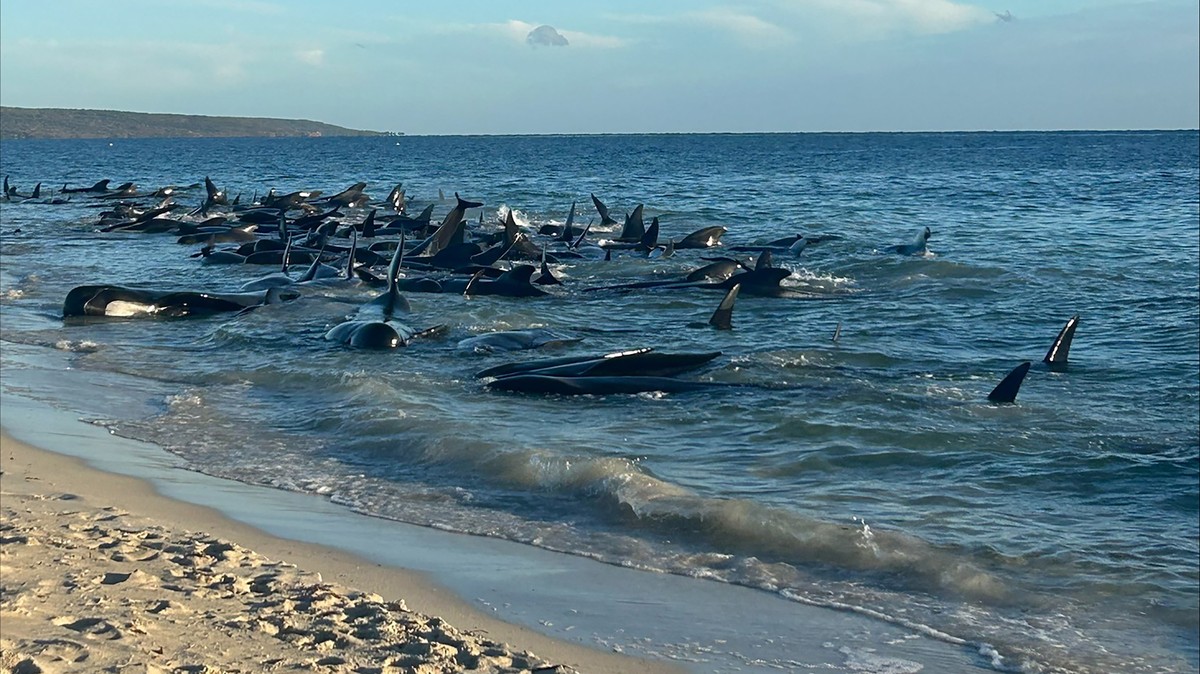 epa11299393 A handout photo made available by Parks and Wildlife, Western Australia (WA) of a mass stranding of whales at Toby's Inlet in Western Australia, Australia, 25 April 2024. According to ...