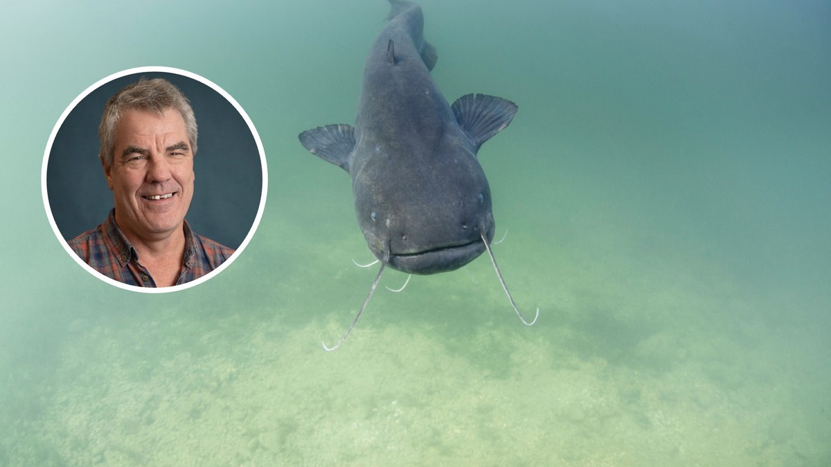 Nach-Wels-Angriffen-in-Deutschland-So-gef-hrlich-ist-der-Fisch-f-r-Badende-in-der-Schweiz
