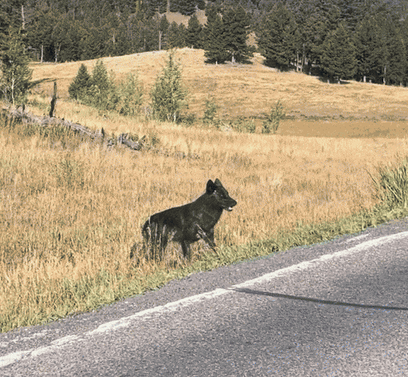 Animiertes GIF