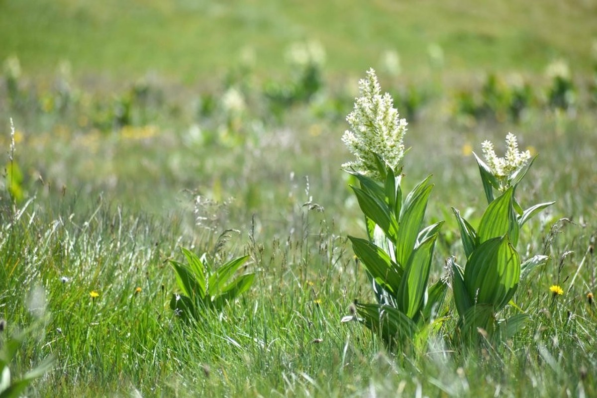 Le Vératre blanc fleurit en juillet, et se distingue de la Gentiane par ses feuilles pétiolés et alterne, plutôt qu'opposées et sessiles.