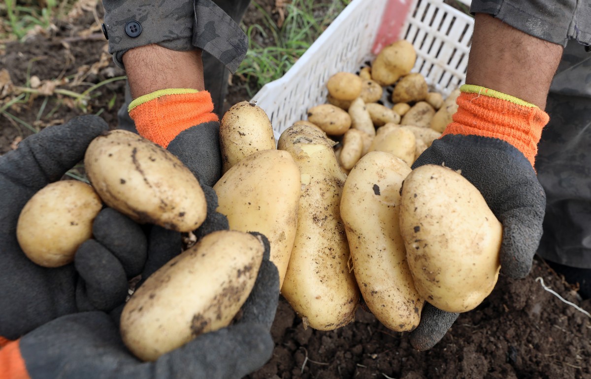 epa10620834 Egyptian farmers collect potatoes in a field in Banha, Qalyubia, Egypt, 11 May 2023. The Egyptian agriculture ministry has announced in a report that the country exported 871 thousand tons ...