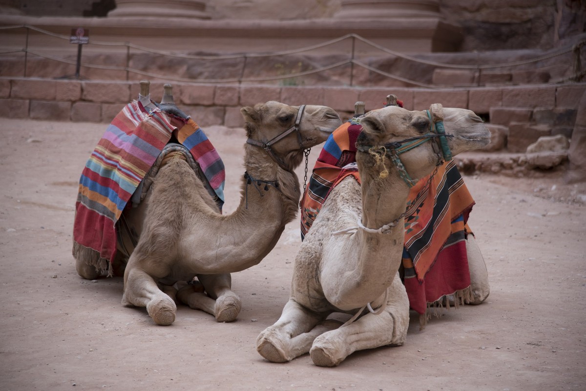 Jordan, Petra | 2015 03 24 | Working horses and donkeys in Petra, Jordan. March 2015, 1st intervention. Project cooperation FOUR PAWS, Princess Alia Foundation, Petra development and tourism region au ...