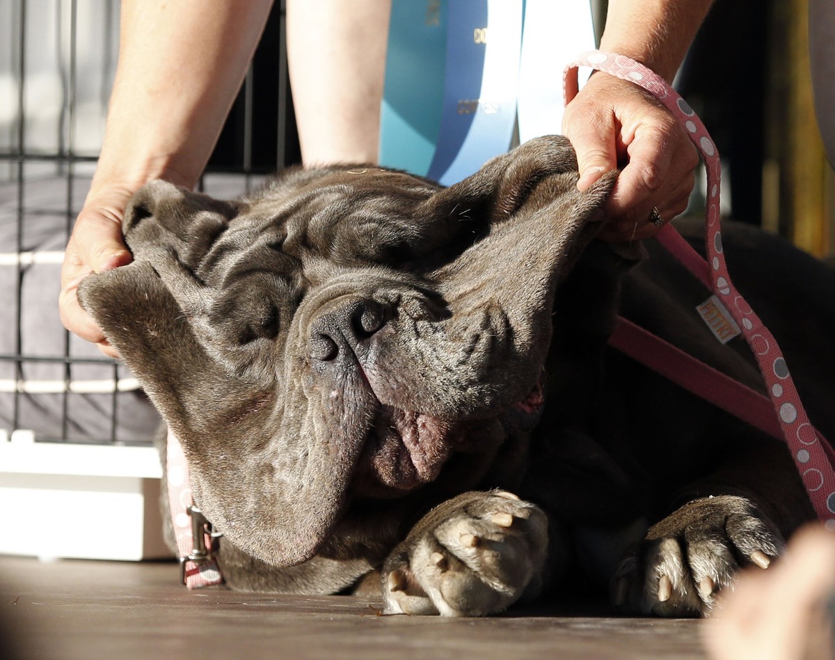 epa06046885 'Martha', the winner of the 2017 World's Ugliest Dog Contest, is helped by her owner to show a bright 'smile' during the judging on stage in Petaluma, California,  ...
