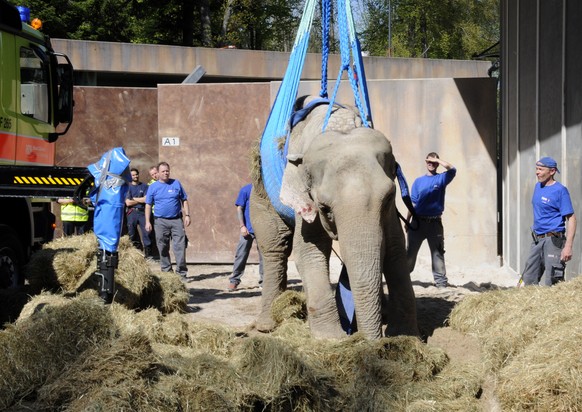 HANDOUT - Aussergewoehnlicher Feuerwehreinsatz im Zuercher Zoo: Statt ein Feuer zu loeschen, haben Feuerwehrleute am Dienstagnachmittag, 19. Apr. 2016, der Elefantenkuh Druk beim Aufstehen geholfen. D ...