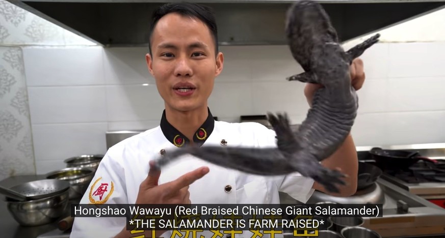 chef wang gang china chinesische küche kantonesisches essen food kochen youtube frosch ratte stierkopf salamander https://www.youtube.com/channel/UCg0m_Ah8P_MQbnn77-vYnYw