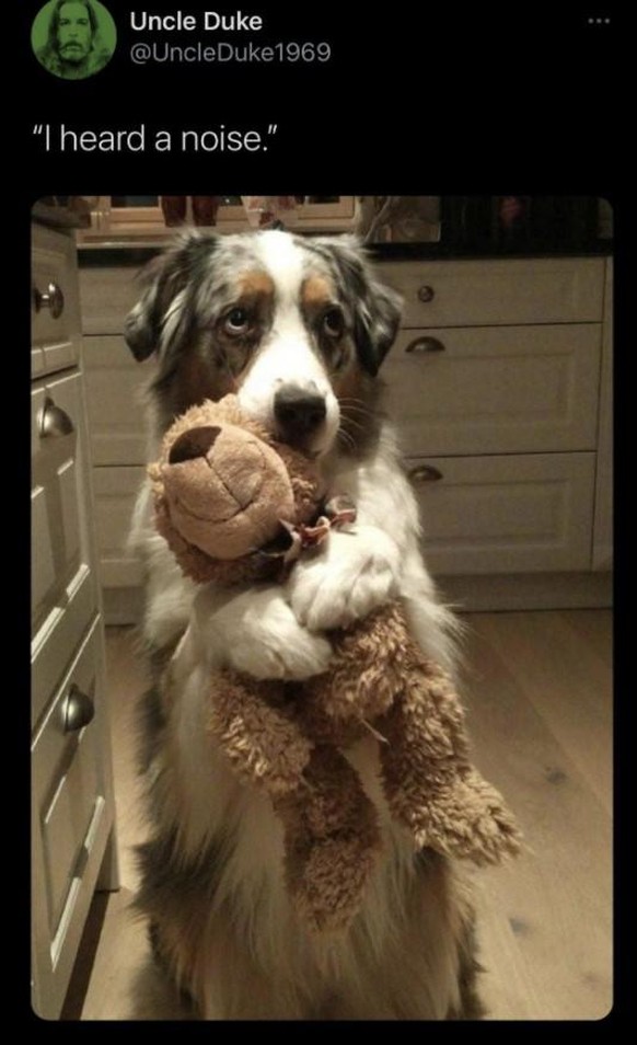 Herziger Hund hat ein Geräusch gehört. Lustiges Hundebild.