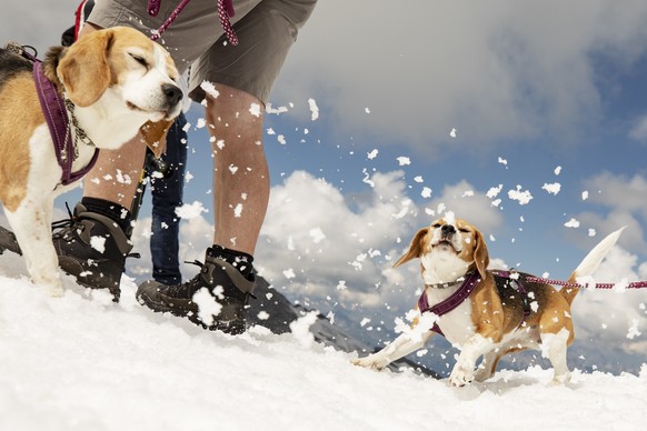 epa06913801 Two dogs play in the snow at Hintertux glacier, located at around 3250 meters above sea level in Zillertal, Austria, 27 July 2018. EPA/CHRISTIAN BRUNA