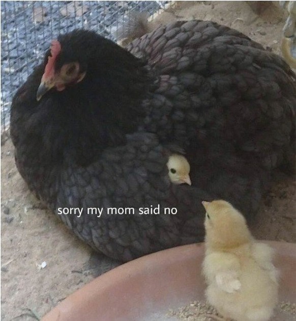 Chicken Meme