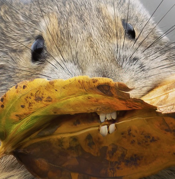 Lustige Tier-Bilder für Cute News