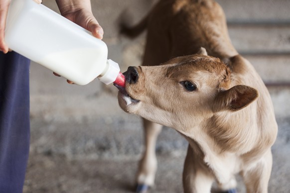Oft nur in kleinen Betrieben möglich: Kalb trinkt Milch aus Fläschchen.