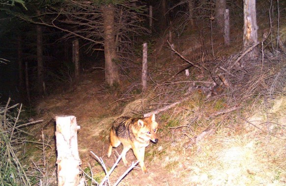 HANDOUT - Ein Goldschakal tappt in eine Fotofalle, in der Surselva im Buendner Oberland, am 27. Dezember 2015. In Graubuenden ist erstmals das Auftreten eines Goldschakals nachgewiesen worden, wenn au ...