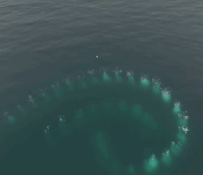 Animiertes GIF