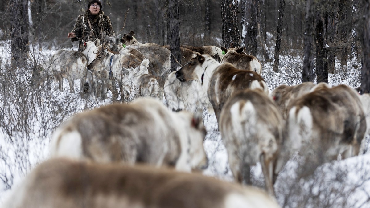 Dzud in der Mongolei: Herdentiere sterben im Extremwinter