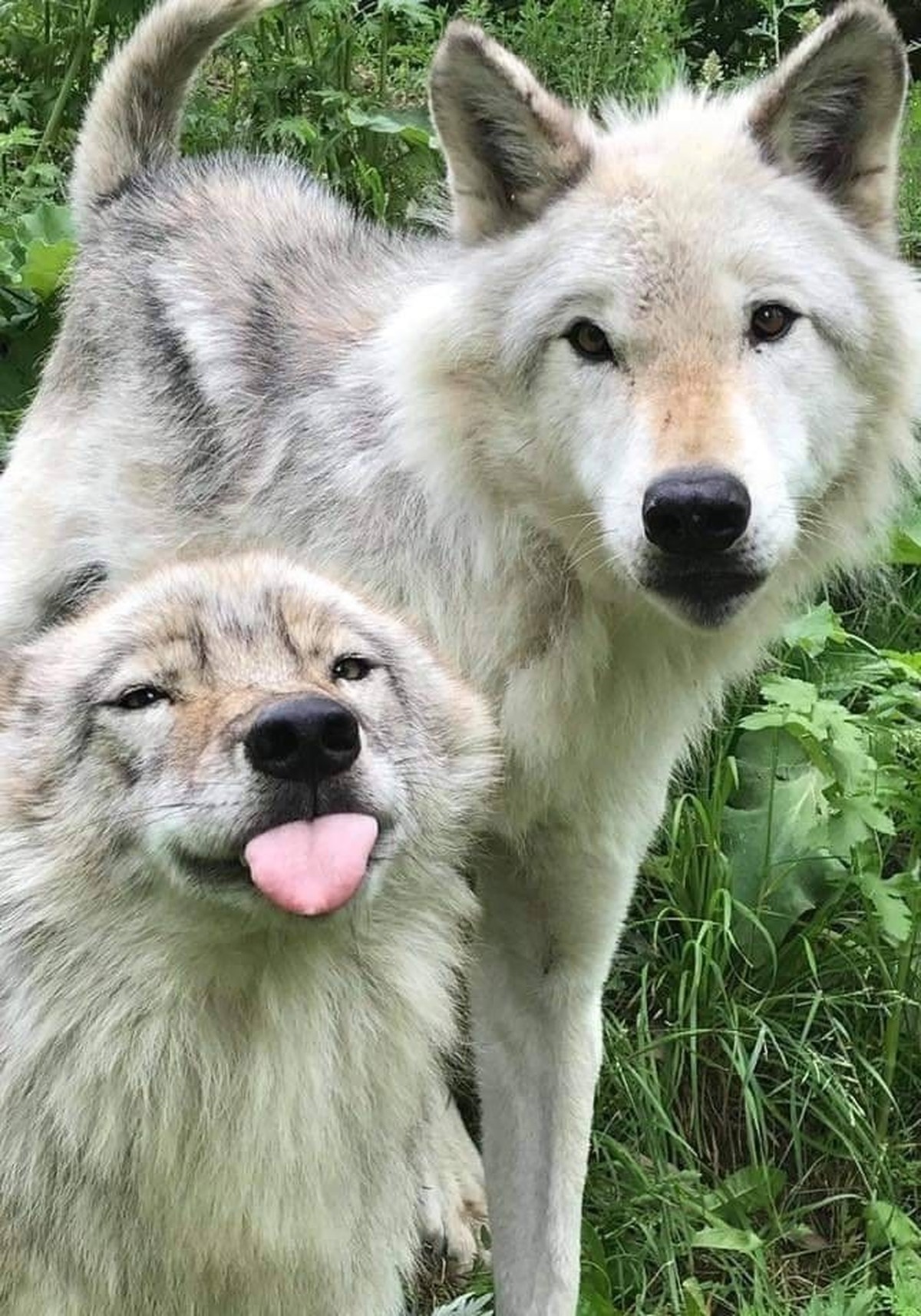 cute news tier wolf

https://ch.pinterest.com/pin/1121888957180033344/