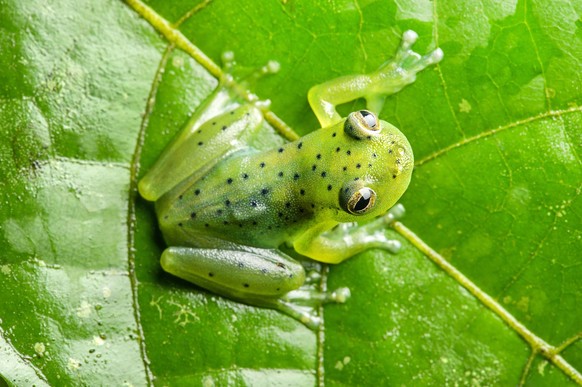 Glasfrosch, Glas-Frosch, Vitreorana oyampiensis (Vitreorana oyampiensis), sitzt auf einem Blatt, Ecuador, Yasuni Nationalpark Wayampi Glassfrog (Vitreorana oyampiensis), sits on a leaf, Ecuador, Yasun ...